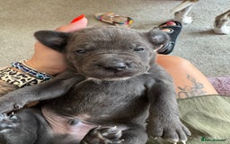 Mixed Breed dogs for sale: Rare breeding American x Bulldog x Cane Corso Pups - Image 24