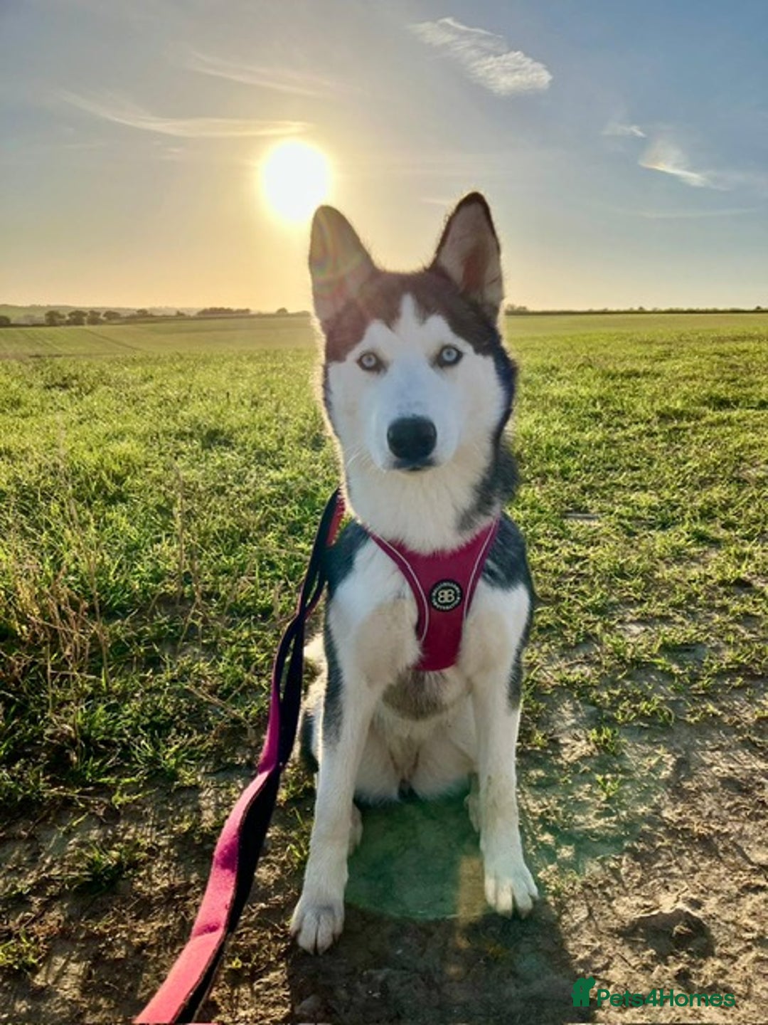 Siberian Husky dogs for sale: Siberian Husky Needing a New Start - Advert 4