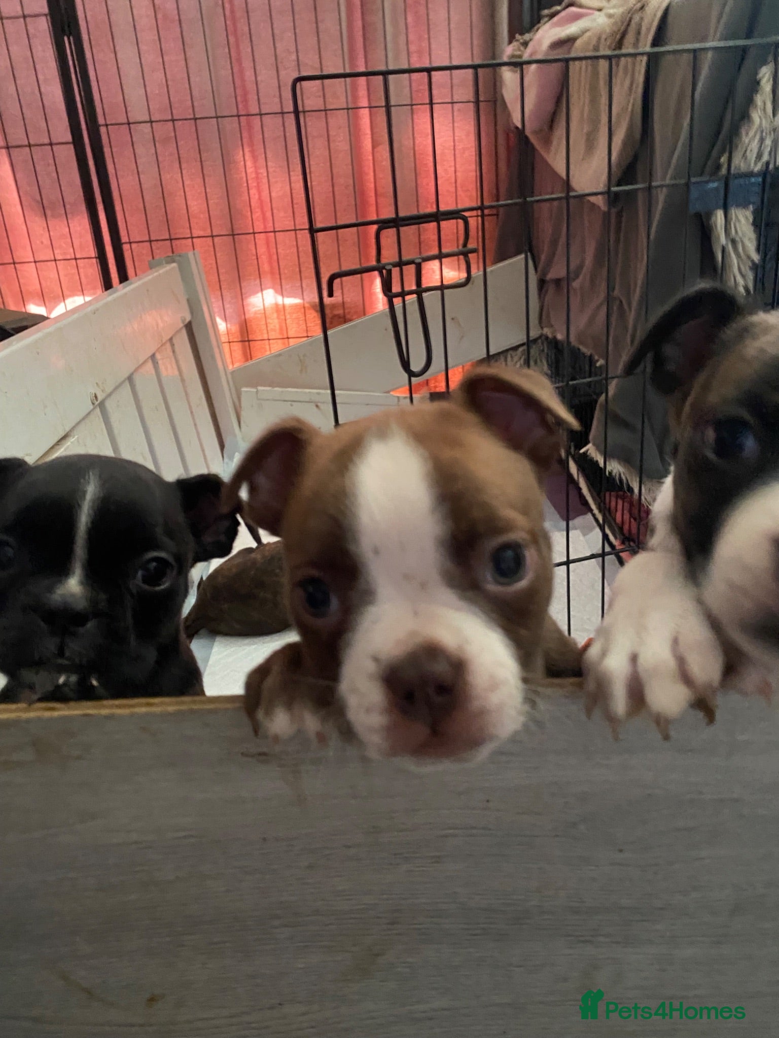 Mixed Breed dogs Boxer x Boston aka Mini boxer 🤩🤩🤩🐾🧬 - Advert 1