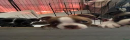 Mixed Breed dogs for sale: Boxer x Boston aka Mini boxer 🤩🤩🤩🐾🧬 - Advert 1