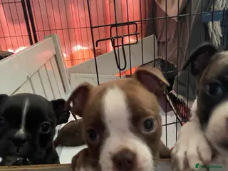 Mixed Breed dogs Boxer x Boston aka Mini boxer 🤩🤩🤩🐾🧬 - Advert 1