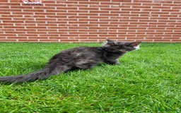 Maine Coon cats for sale: Pedigree Maine Coon kittens  - Image 17