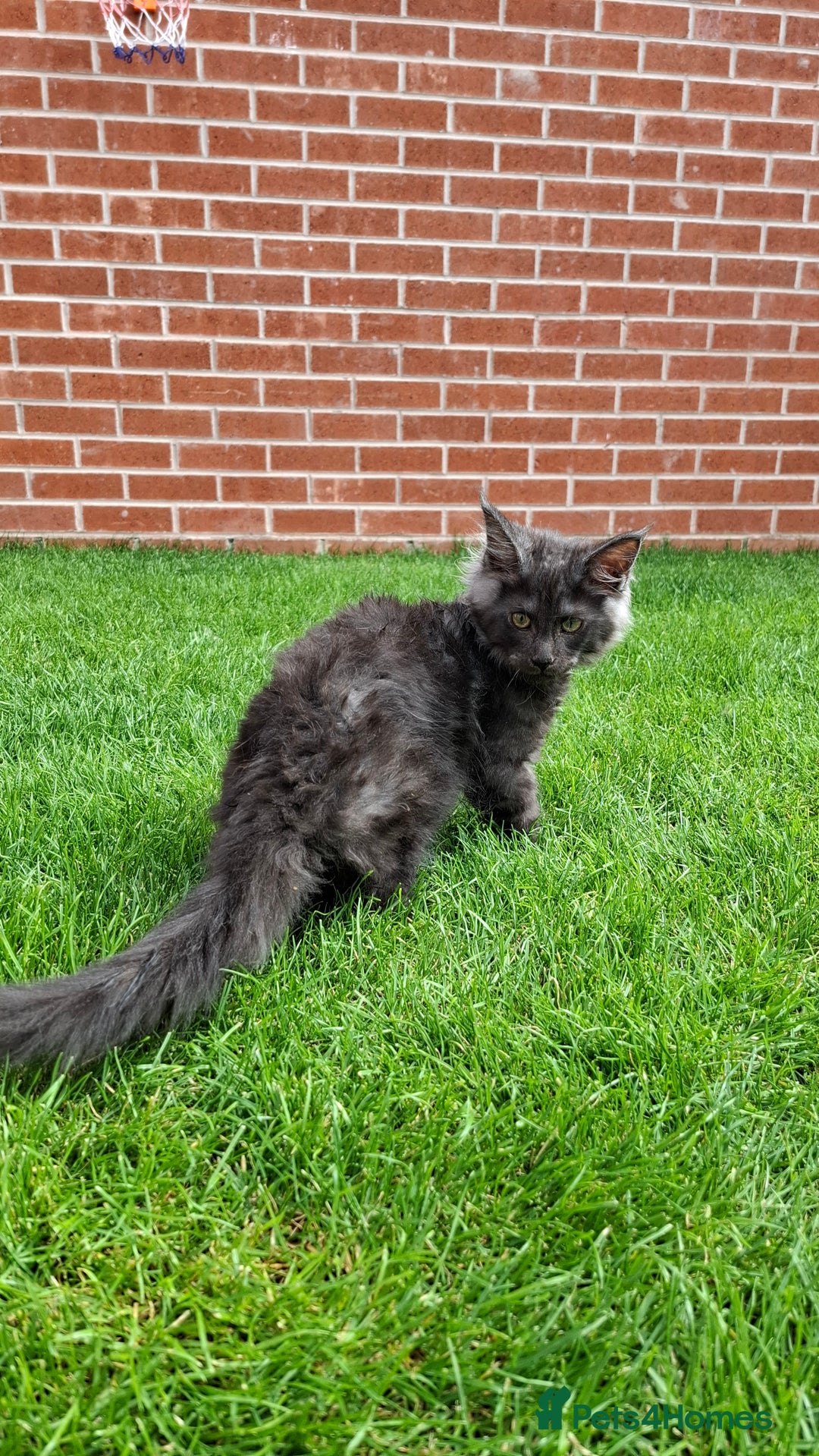 Maine Coon cats for sale: Pedigree Maine Coon kittens  - Image 17