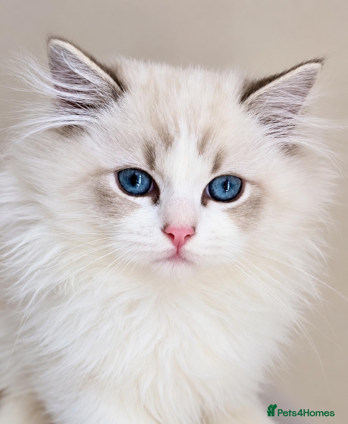 Ragdoll cats Stunning Pedigree Ragdoll Kittens  - Advert 6
