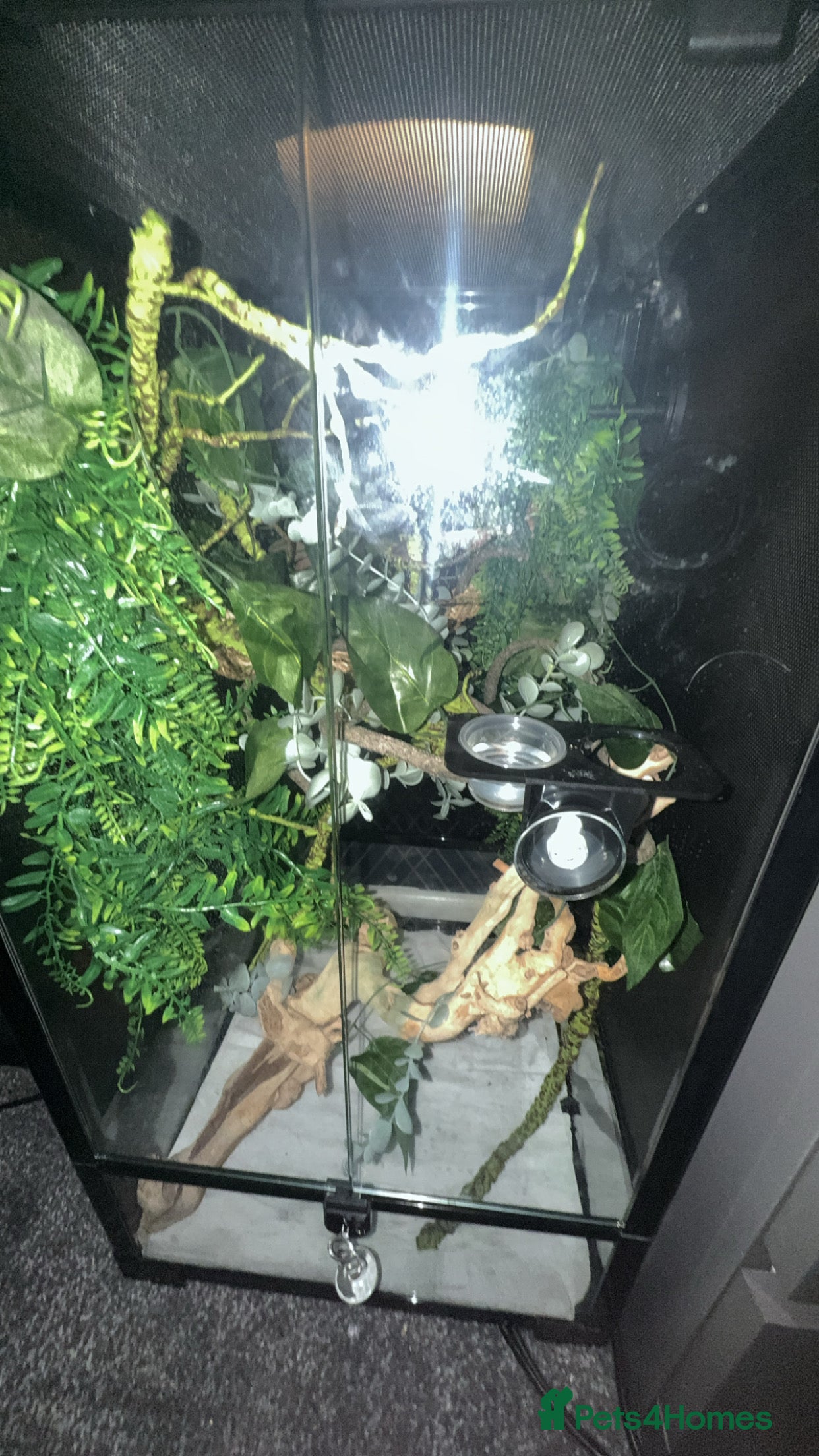 Gecko reptiles Baby crested gecko with enclosure and food  - Advert 1