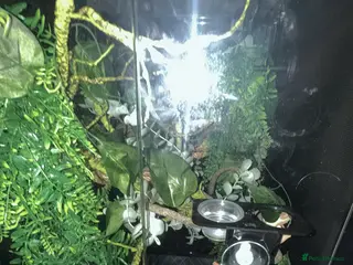 Gecko reptiles Baby crested gecko with enclosure and food - Advert 1