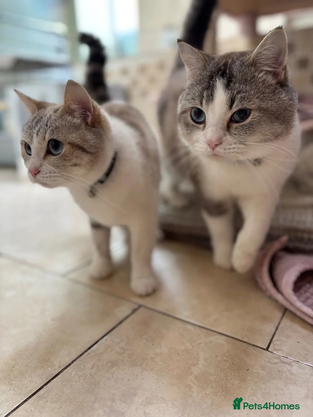 British Shorthair cats for sale: 🐾 **GORGEOUS BSH × LYNX POINT GIRLS* 🐾 - Advert 2