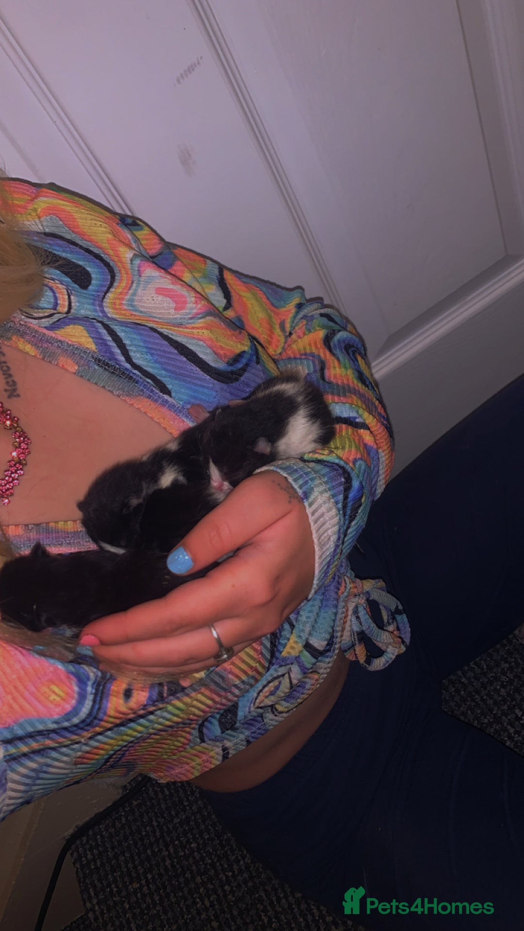 Mixed Breed cats for sale: 5 Beautiful Kittens - Image 1