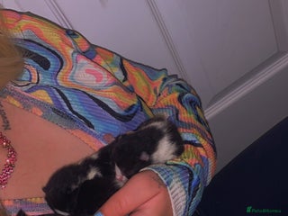 Mixed Breed cats - Advert 14