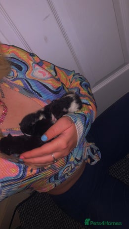 Mixed Breed cats - Advert 24