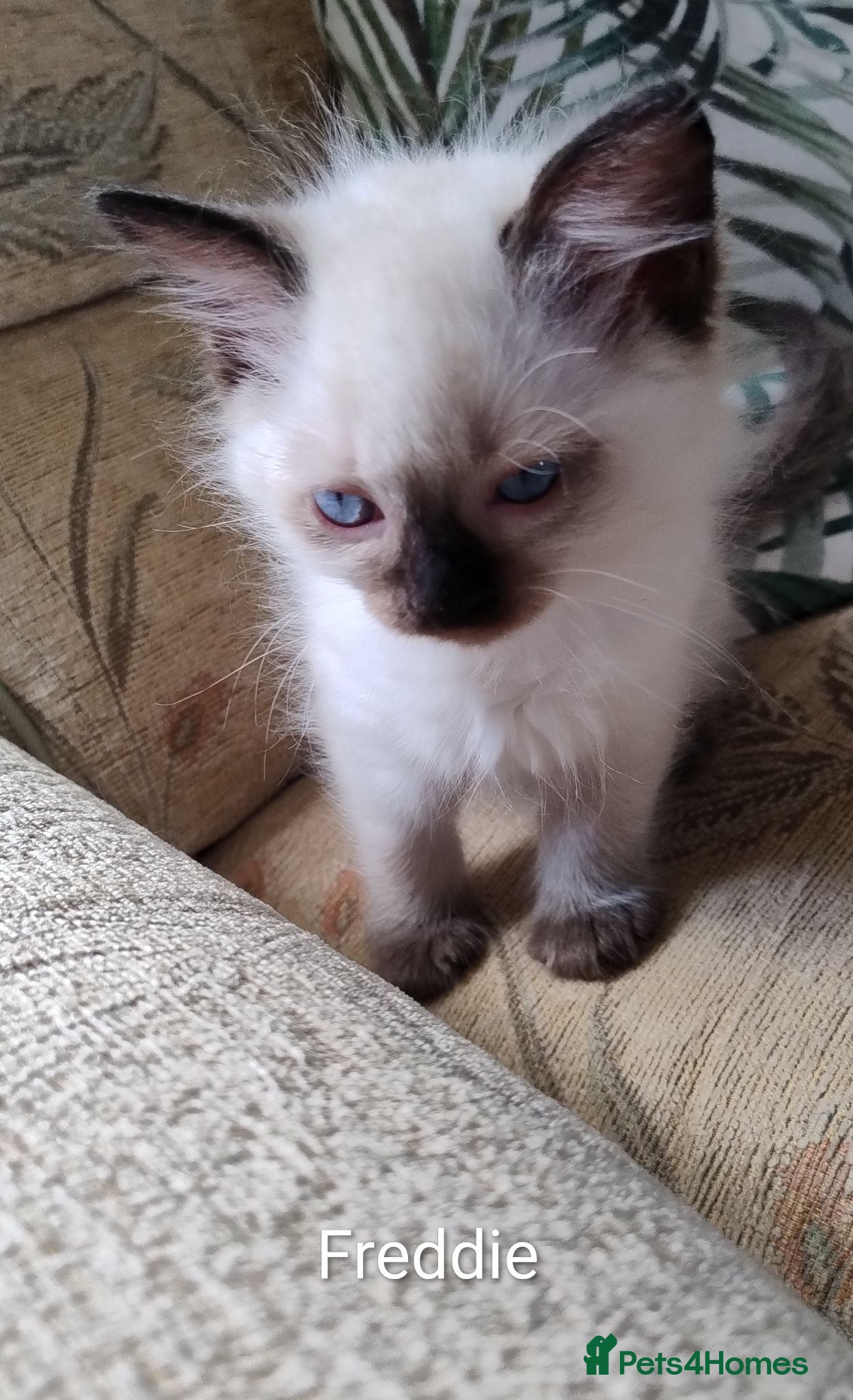 Ragdoll cats Pure bred Ragdolls need loving homes - Advert 1