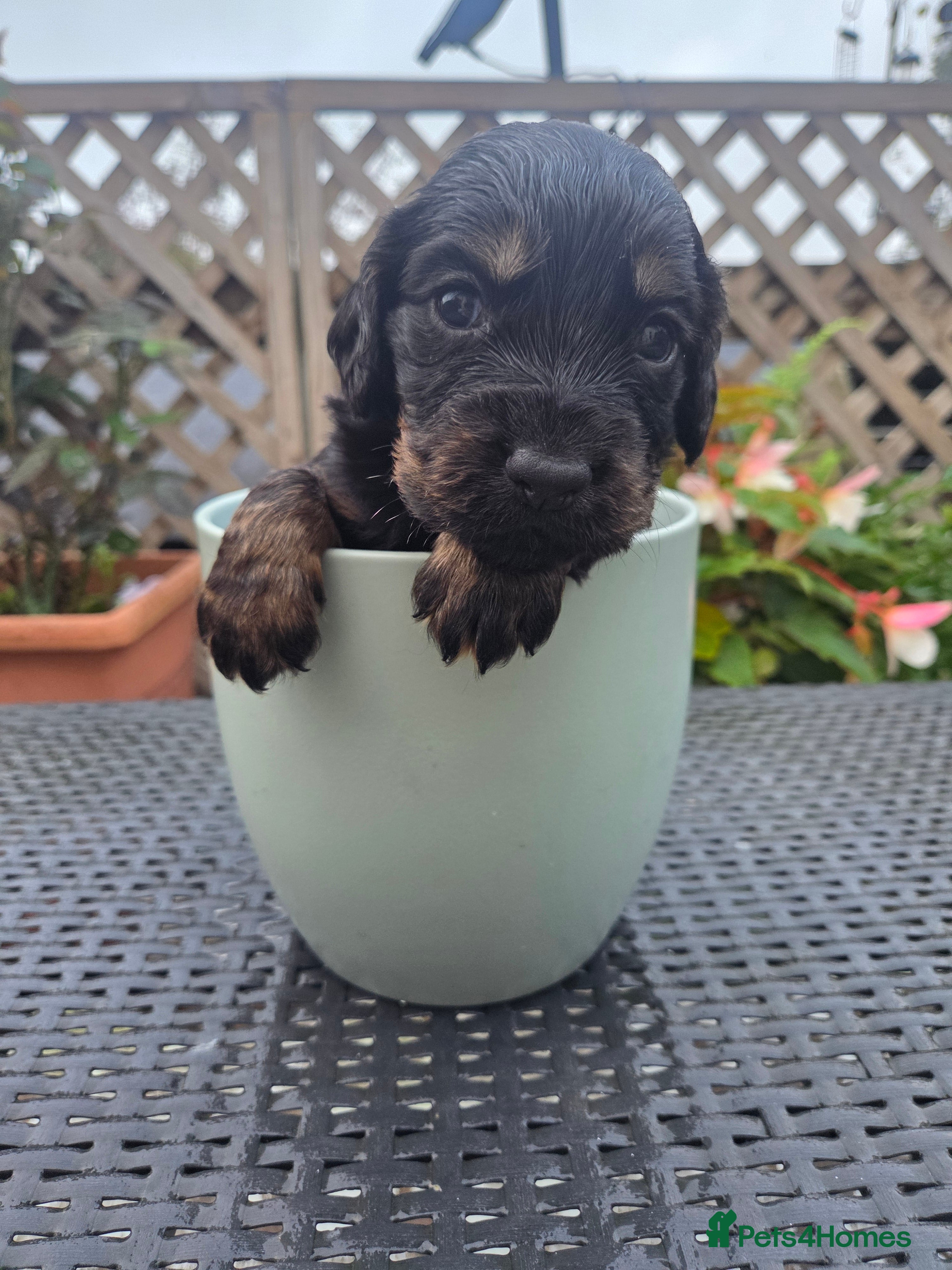 Cocker Spaniel dogs KC Working Cocker Spaniels - Advert 2