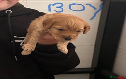 Cavapoochon dogs for sale: Cavapoochon 1 boy 1 girl left - Image 2
