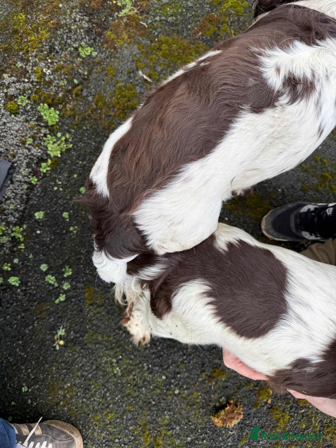 English Springer Spaniel dogs for stud: For Stud - Image 7