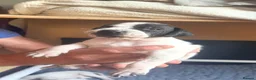 Pointer dogs for sale: Gorgeous English Pointer Puppies - Advert 5
