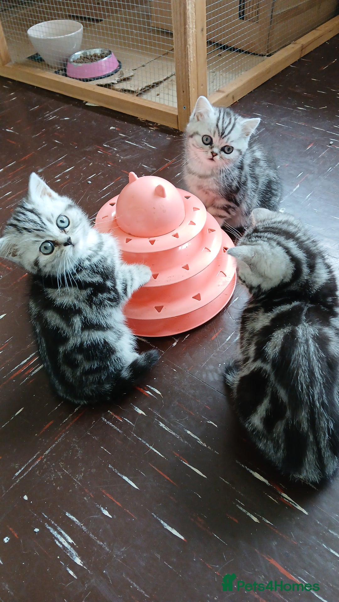 British Shorthair cats for sale: Bsh. Silver Tabby Classic .GCCF . - Advert 13