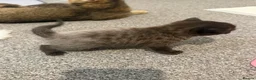 Scottish Fold cats for sale: Scottish fold kittens - Advert 20