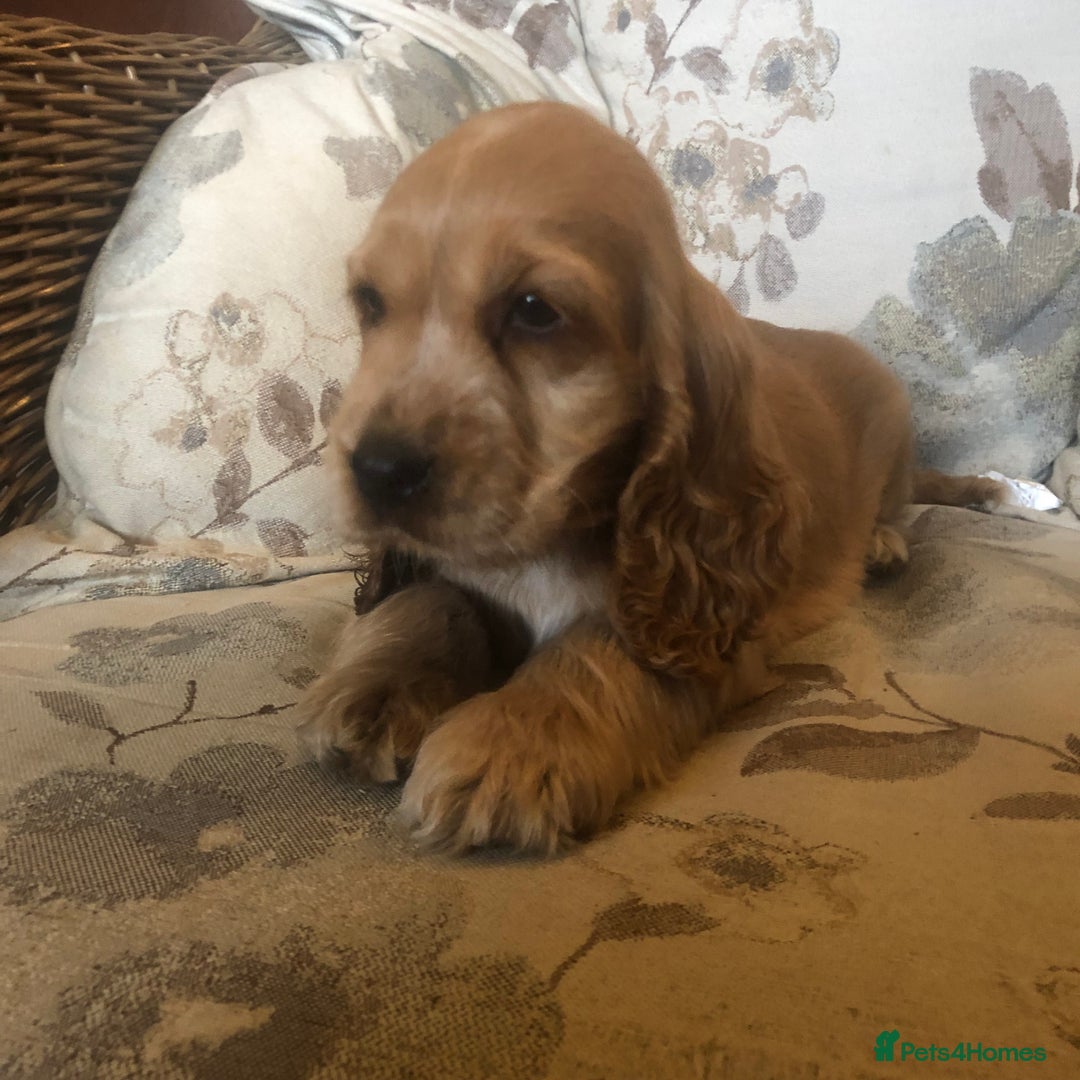 Cocker Spaniel dogs for sale: 4 stunning cocker spaniel puppies  - Image 11