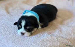 Welsh Corgi Pembroke dogs for sale: Quality Corgi puppies available to loving homes - Image 15