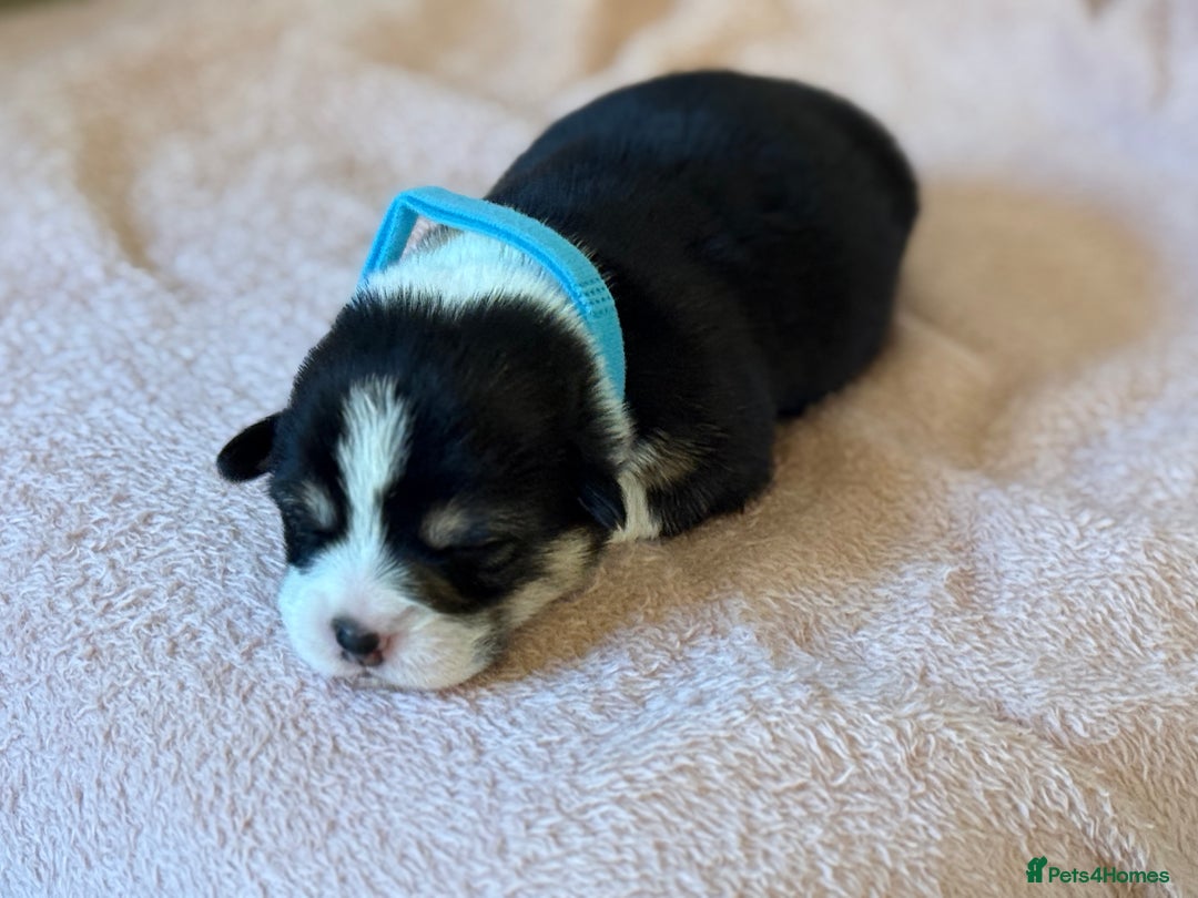 Welsh Corgi Pembroke dogs for sale: Quality Corgi puppies available to loving homes - Image 15