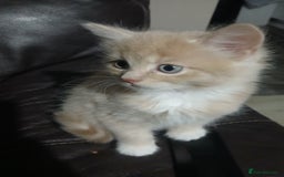 Russian Blue cats for sale: CALICO / RUSSIAN BLUE. - Image 1