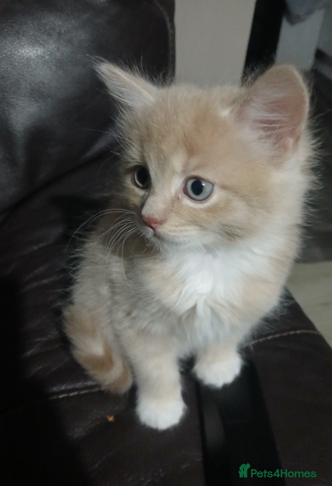 Russian Blue cats for sale: CALICO / RUSSIAN BLUE. - Image 1