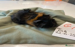 Guinea Pig rodents for sale: Lovely litter of funky haired Guinea pigs - Image 3