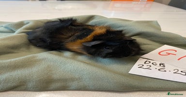 Guinea Pig rodents - Advert 2