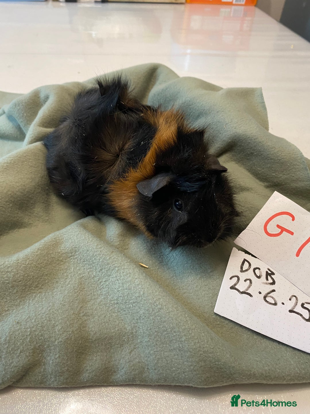 Guinea Pig rodents for sale: Lovely litter of funky haired Guinea pigs - Image 3