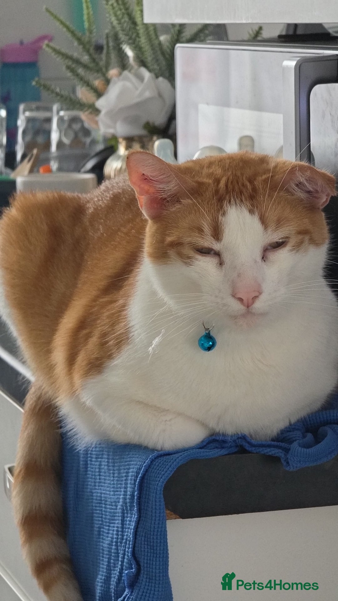 American Shorthair cats for sale: Ziggy and waffle - Image 7