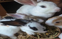 New Zealand rabbits for sale: New Zealand rabbit - Image 11