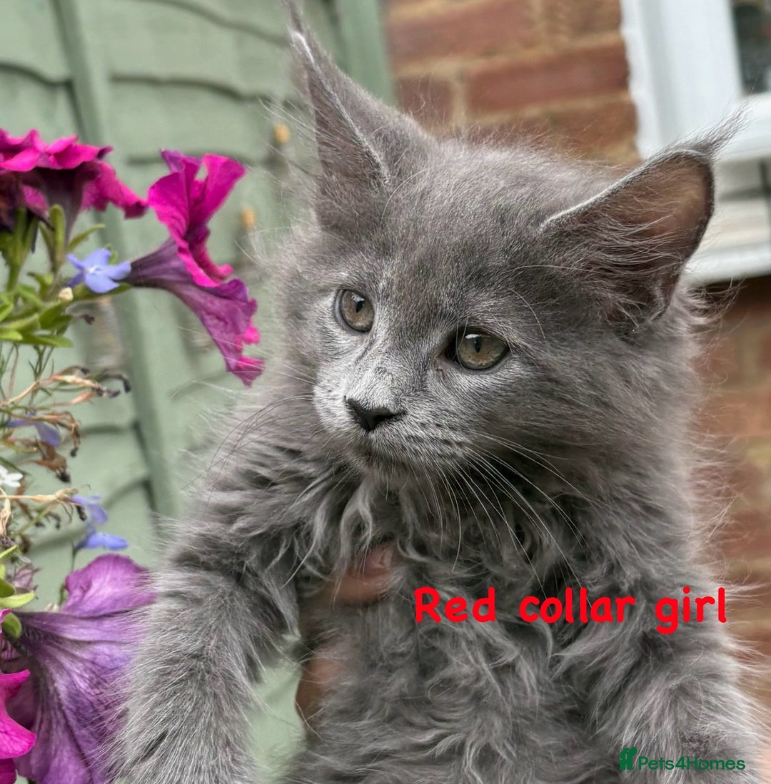 Maine Coon cats for sale: Beautiful Maine coon kittens for sale - Image 5