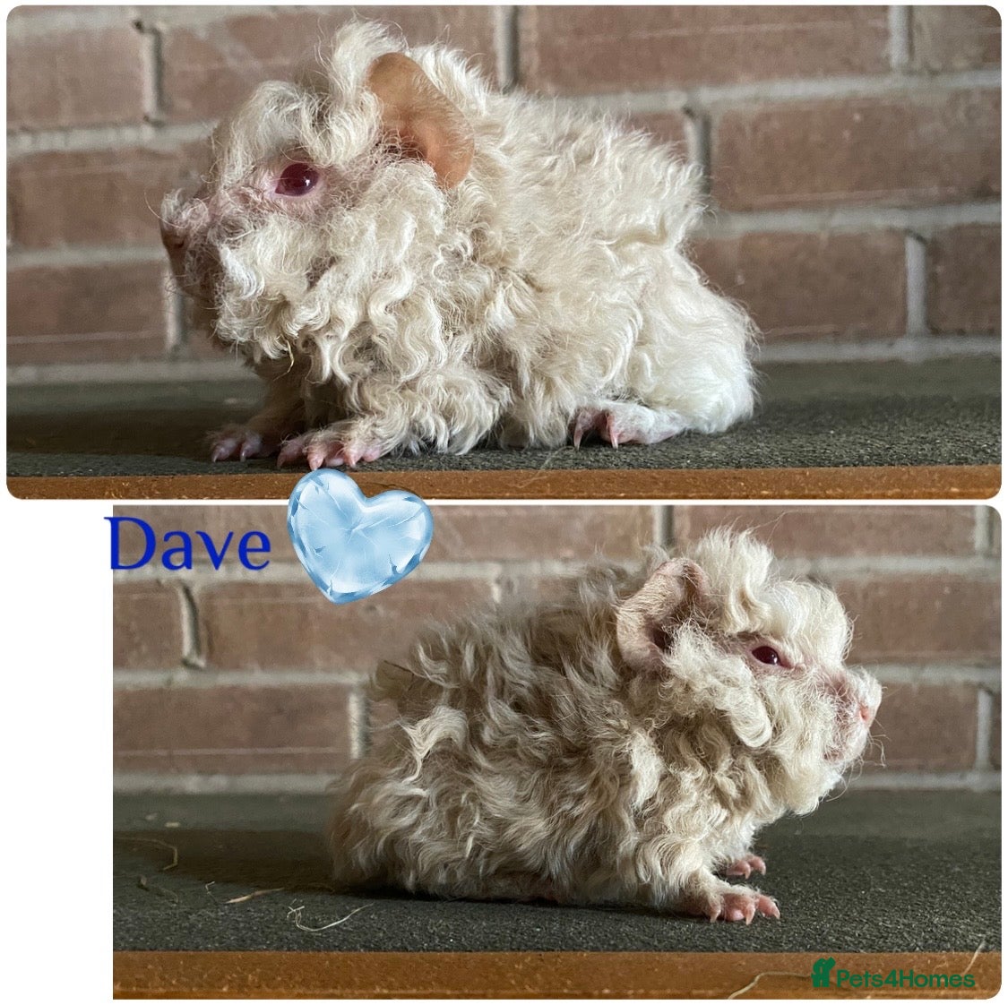 Guinea Pig rodents Pedigree Lunkarya Guinea pigs  - Advert 20