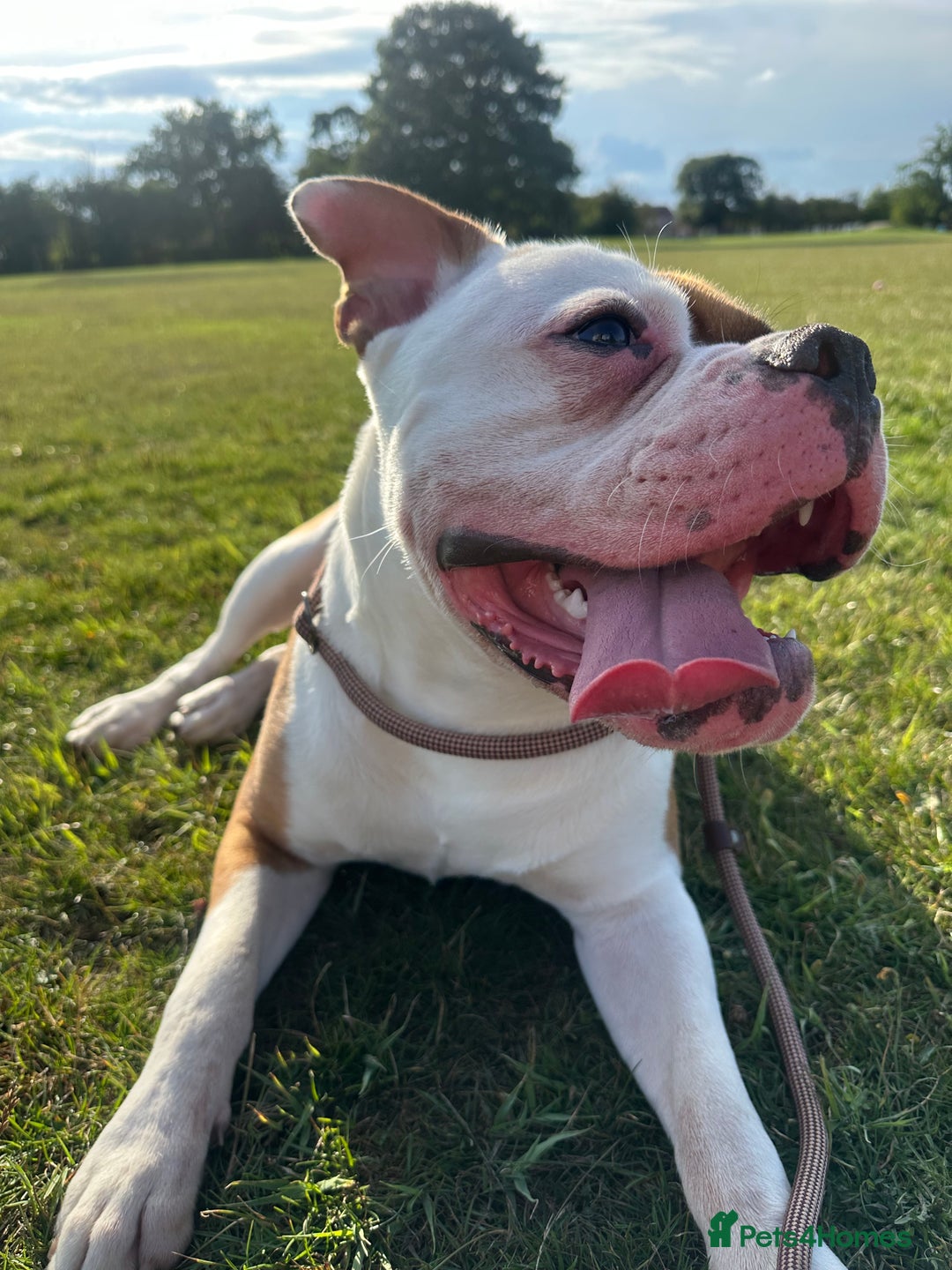 American Bulldog dogs for stud: Koda  - Image 3