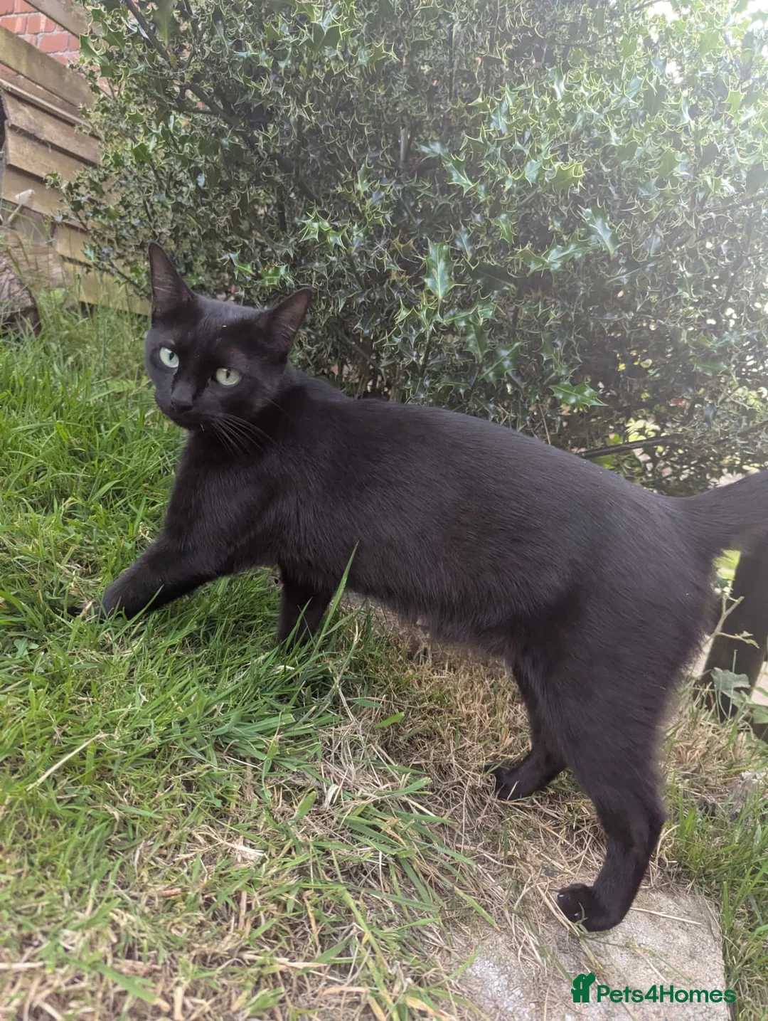 Mixed Breed cats for sale: 3 Kittens for sale - Advert 7