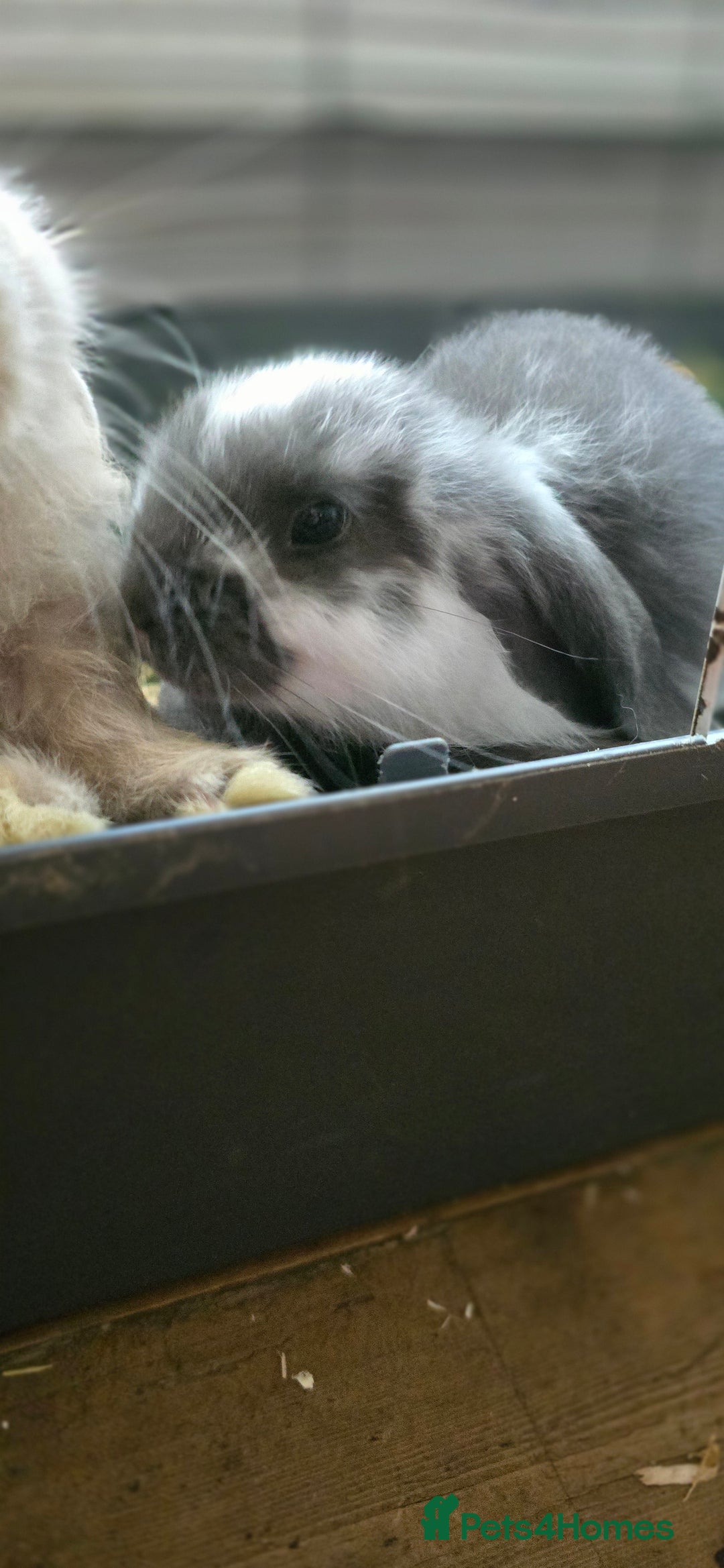French Lop rabbits for sale: Beautiful French Lop Bunnies - Image 38
