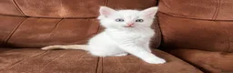 Maine Coon cats for sale: 4 LEFT! Stunning main coon x ragdoll kittens  - Advert 7
