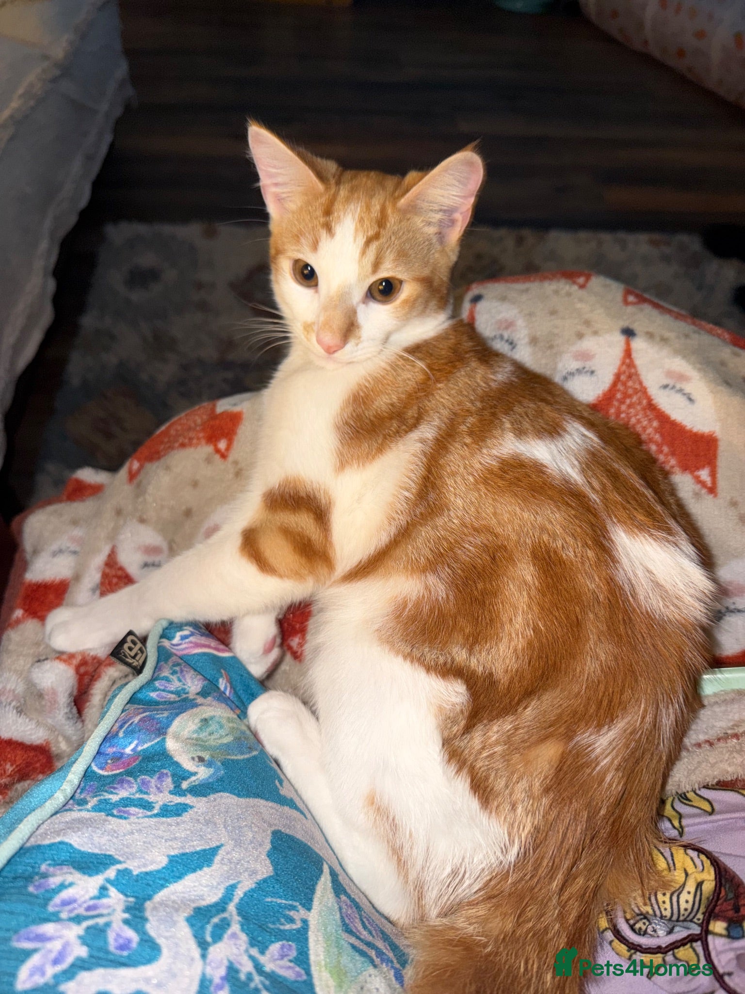 Mixed Breed cats Biscoff - Advert 1