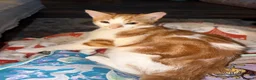 Mixed Breed cats for sale: Biscoff - Advert 1
