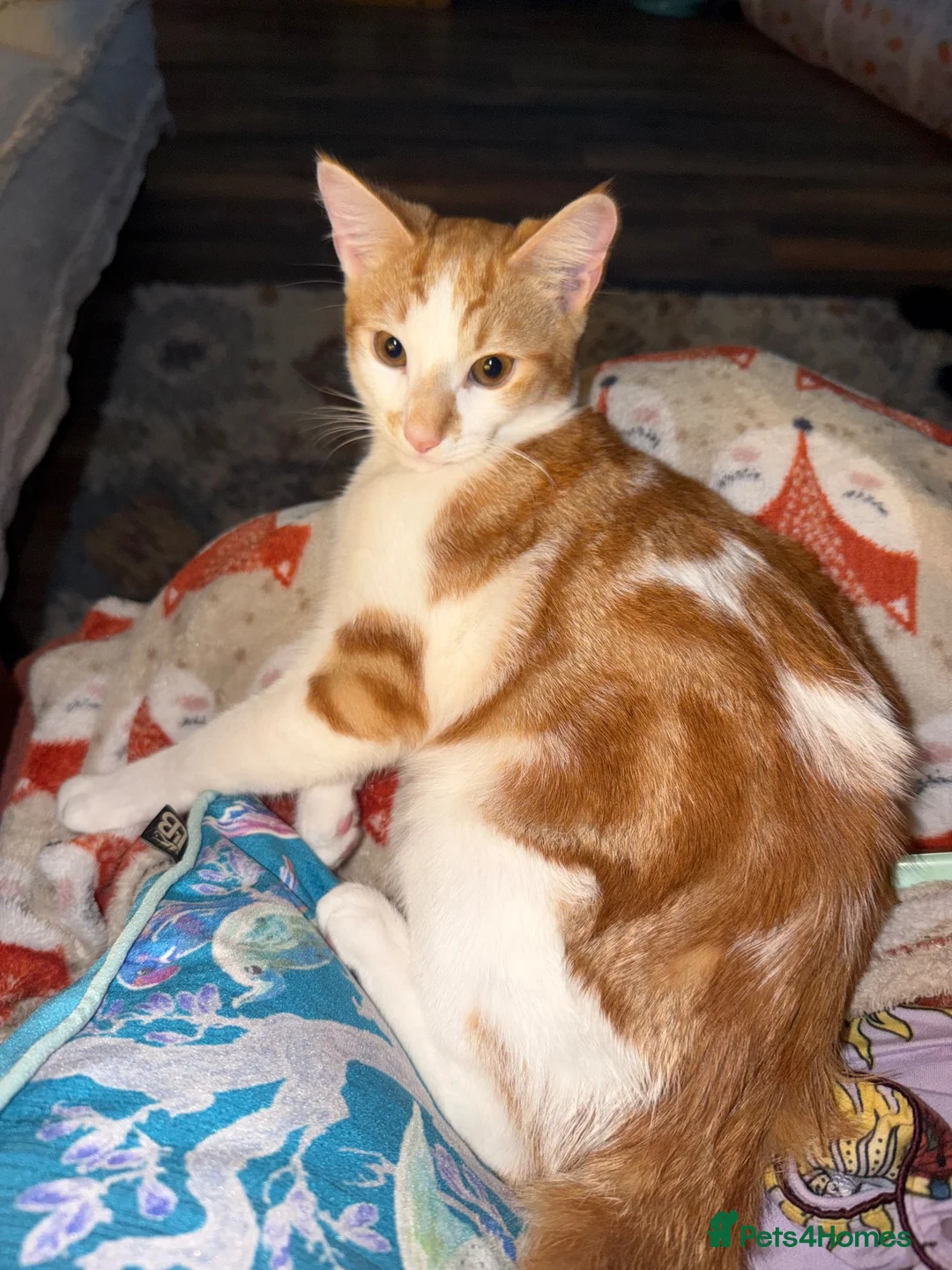 Mixed Breed cats for sale: Biscoff - Advert 1