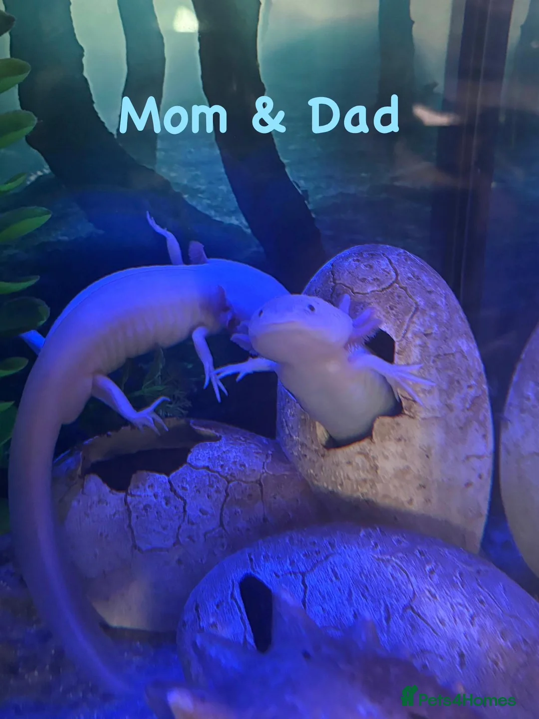 Axolotl reptiles for sale: Baby axolotls  - Advert 1