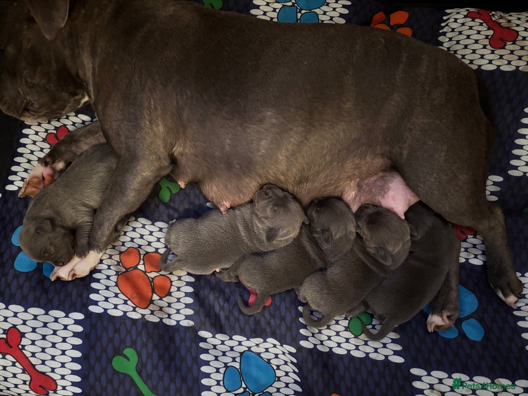 Staffordshire Bull Terrier dogs for sale: Blue staffy pups - Image 2