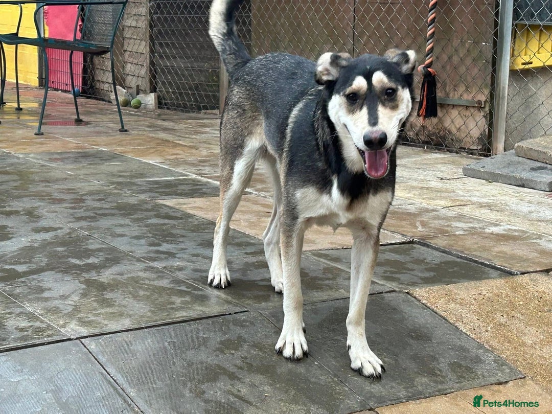 Mixed Breed dogs for adoption: Travis - Norwich Norfolk  - Image 5