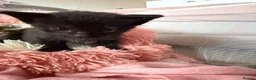 Mixed Breed cats for sale: Beautiful boy kittens  in Kilmarnock - Advert 11