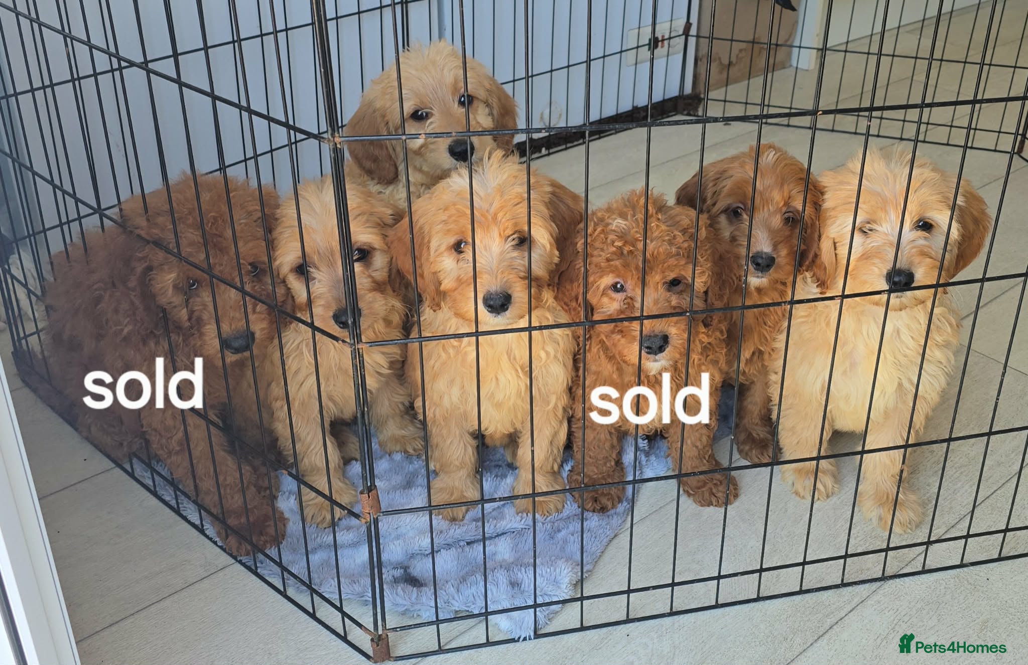 Goldendoodle dogs 7 outstanding miniature f1b goldendoodle  - Advert 4