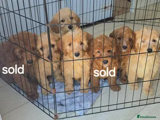 Goldendoodle dogs 7 outstanding miniature f1b goldendoodle - Advert 4