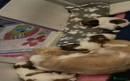 Shih Tzu dogs for sale: Home Raised Shih Tzu Puppies. - Image 9