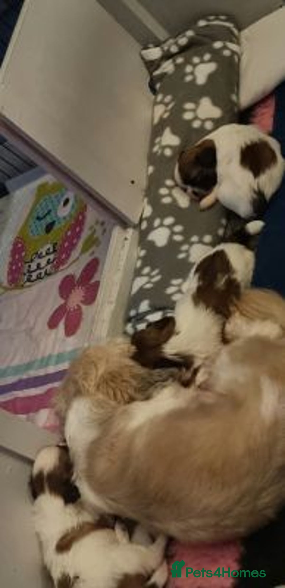 Shih Tzu dogs for sale: Home Raised Shih Tzu Puppies. - Image 9