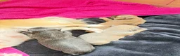 Chihuahua dogs for sale: 💕🐾 GORGEOUS LONG-HAIRED CHIHUAHUA GIRLS 🐾💕 - Advert 4
