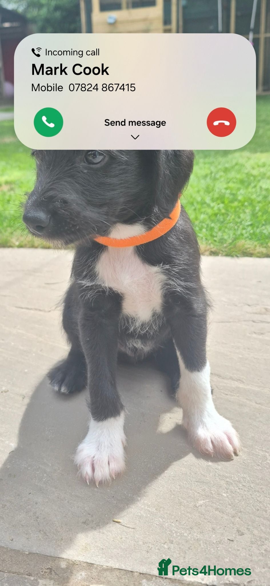 Mixed Breed dogs F1 Bedlington x whippet pups - Advert 4